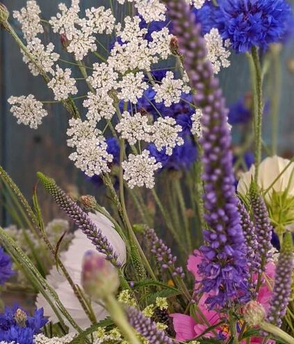 White, purple and blue flowers